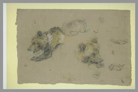 Etudes d'ours, de pattes et de griffes, image 2/2
