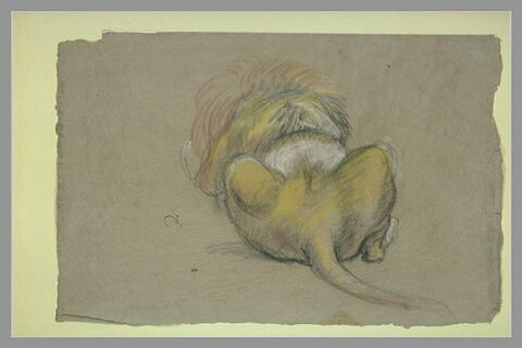 Etude d'un lion couché, vu de dos, image 2/2