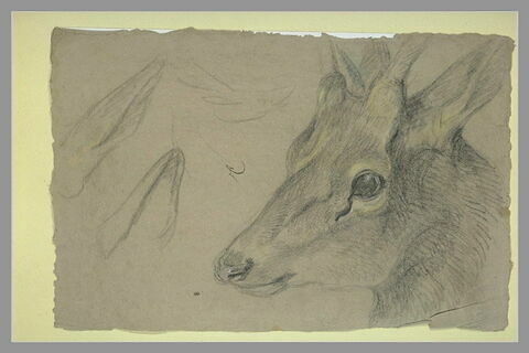 Etude d'une tête de chevreuil ou d'antilope, tournée vers la gauche, image 2/2