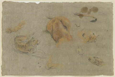 Etudes de lions, image 1/2