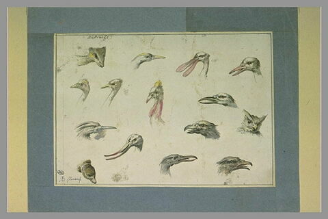 Etude de quinze têtes d'oiseaux divers, image 2/2