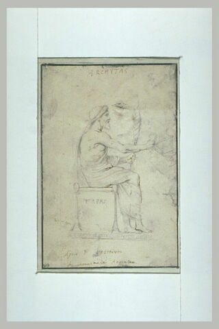 Archytas assis, de profil vers la droite, image 1/1