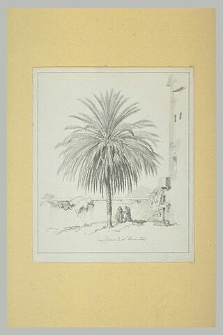 Moines jardiniers sous un palmier, image 2/2