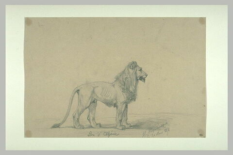 Lion d'Algerie, image 2/2