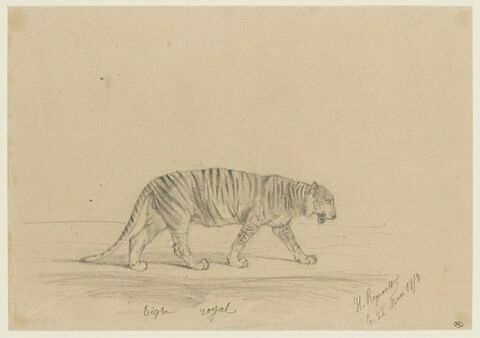 Tigre royal, image 1/2