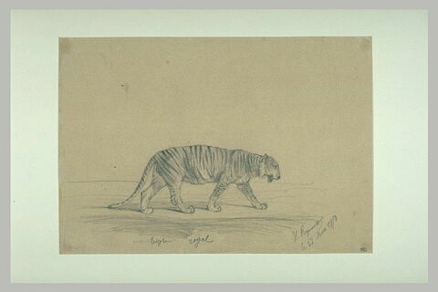 Tigre royal, image 2/2