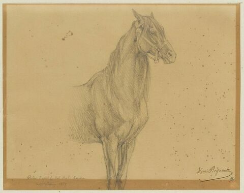 Etude de cheval