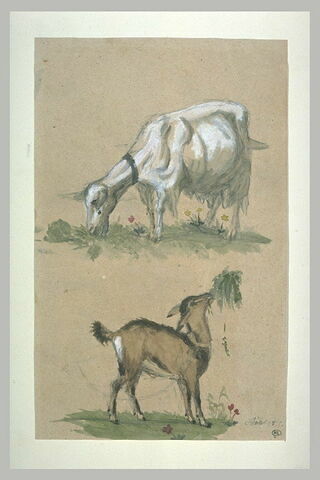 Chèvre et chevreau, image 2/2