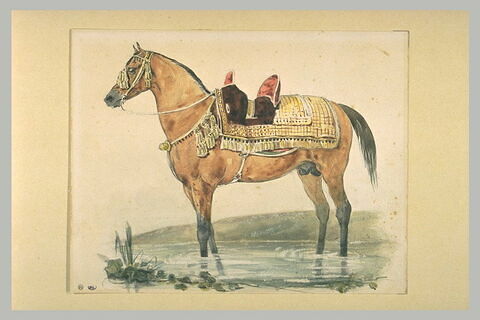 Cheval arabe, de profil vers la gauche, image 1/1