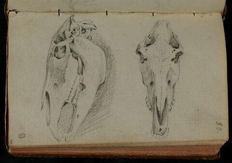 Etudes d'anatomie: crânes d'animal