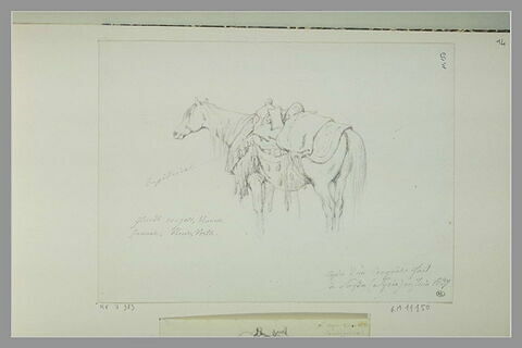 Cheval harnaché, debout, de profil vers la gauche à Saïda, image 1/1