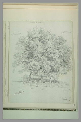 Bouquet d'arbres : peupliers de Virginie, à Vichy