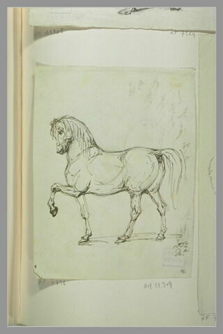 Cheval, la patte gauche relevée, de profil vers la droite, image 1/1