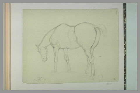Cheval debout, tourné à gauche, la tête penchée, image 1/1