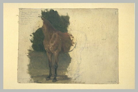Esquisse d'un cheval tourné vers la gauche ; tête et avant-train, image 1/1