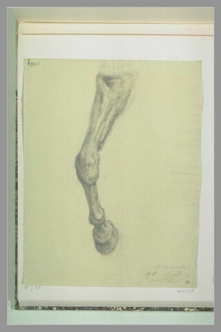 Jambe avant d'un cheval, image 1/1