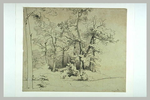Sous-bois dans la forêt de Fontainebleau, image 1/1
