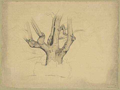 Etude du tronc et des branches d'un gros arbre mort