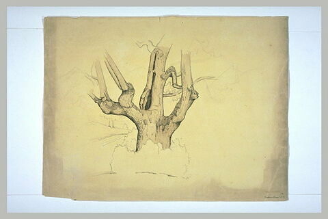 Etude du tronc et des branches d'un gros arbre mort, image 2/2