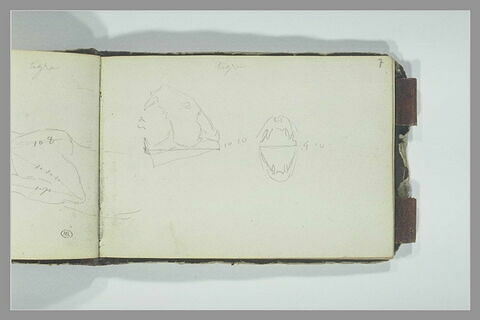 Deux études des proportions du crâne d'un tigre, image 1/1