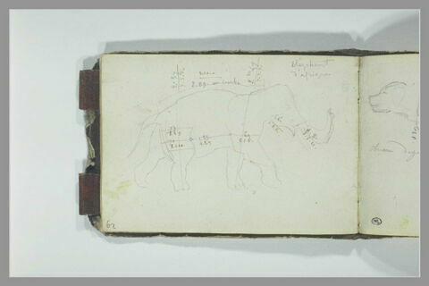 Etude des proportions d'un éléphant d'Afrique