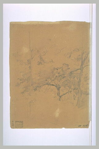 Etudes d'arbres, image 1/1