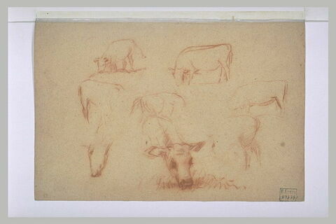 Etudes de vaches paîssant, image 1/1