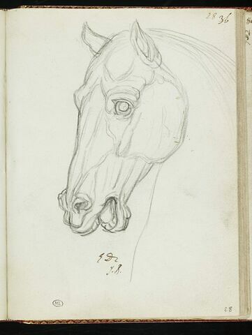 Tête de cheval, de profil à gauche, image 1/1