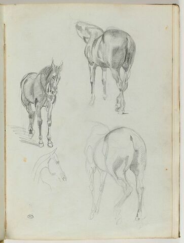 Etudes de chevaux, image 1/2