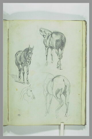 Etudes de chevaux, image 2/2