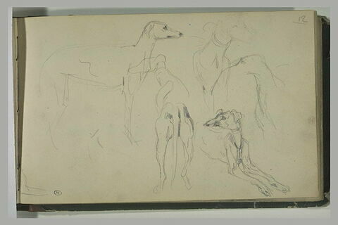 Etudes de lévriers, image 1/2