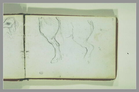 Deux jambes postérieures gauche d'un cheval, image 1/1