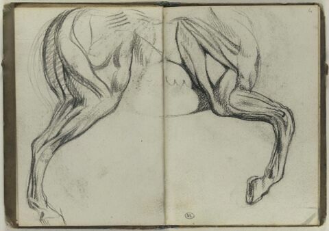 Figure de cheval, jambe arrière de profil, image 2/2