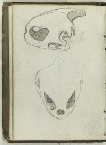 Crânes d'animaux, image 1/1