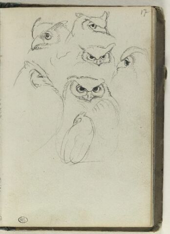 Têtes de hiboux, image 1/1