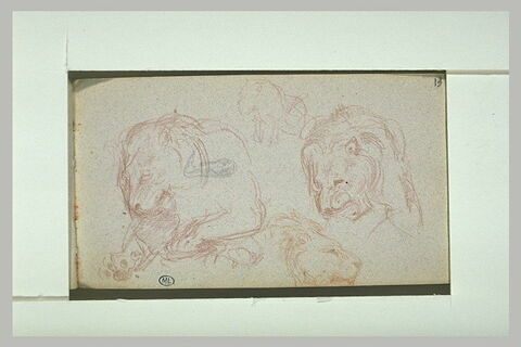 Etude de fauves, image 1/1