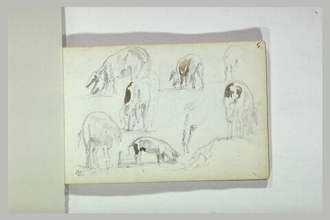 Croquis d'animaux, image 1/1