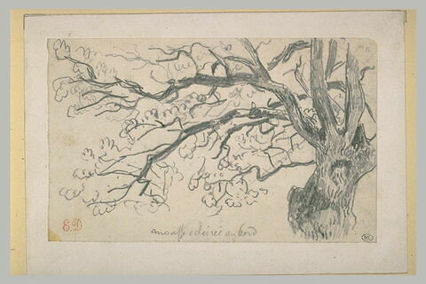 Etudes de branches d'arbre, image 2/2