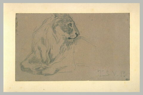 Lion au repos, image 2/2