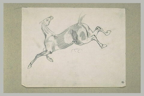Cheval au galop vers la gauche, image 2/2