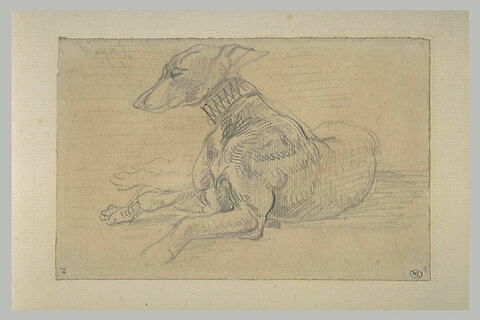 Chien couché, tourné vers la gauche, image 2/2