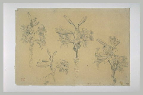 Quatre études de branches de lys, image 2/2