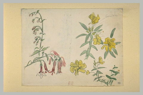 Etudes de fleurs avec une branche de fuchsias, image 2/2