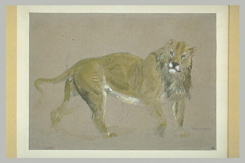 Lion, debout, tourné vers la droite, tête de face, image 2/2