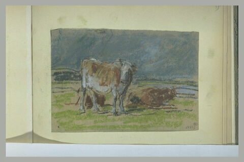 Vaches dans un pâturage, image 1/1