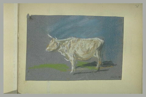 Vache, de profil à gauche, image 1/1