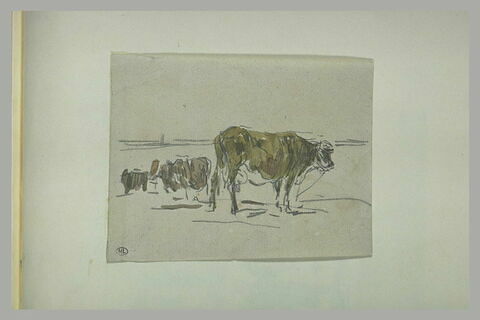 Etudes de vaches, image 1/1