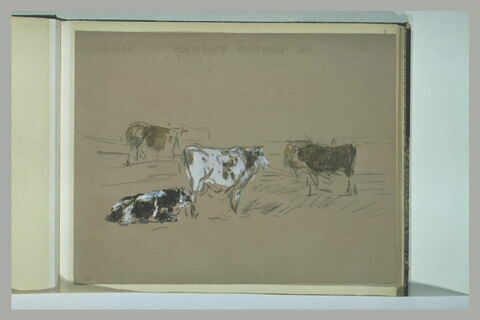 Etude de vaches debout, image 1/1