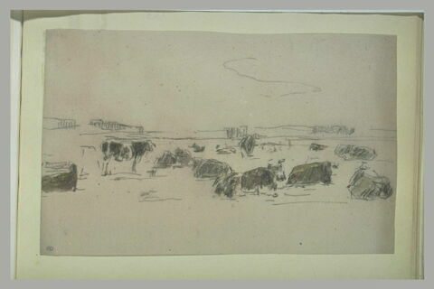 Boeufs et vaches dans un pâturage, image 1/1