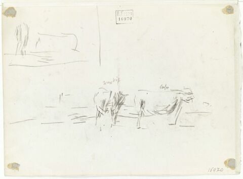 Etudes de vaches, image 1/2